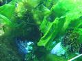 Anemone