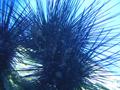 Anemone
