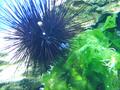 Anemone
