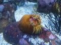 Anemone