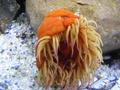 Anemone