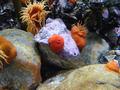 Anemone