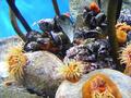 Anemone