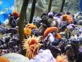 Anemone