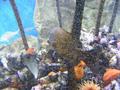 Anemone
