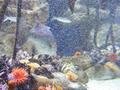 Anemone