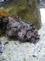 Anemone