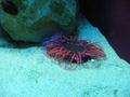 Anemone