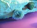 Anemone