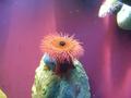 Anemone