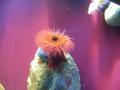 Anemone