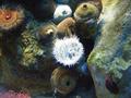 Anemone
