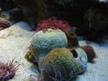 Anemone