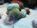 Anemone