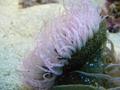 Anemone