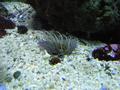 Anemone