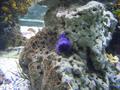 Anemone