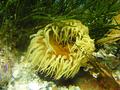 Anemone