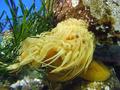 Anemone