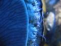Anemone