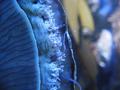 Anemone