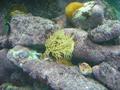Anemone