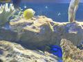 Aquarium