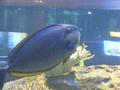 Aquarium