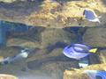 Aquarium