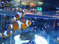 Aquarium