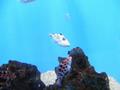 Aquarium