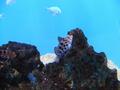 Aquarium