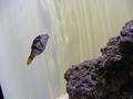 Aquarium