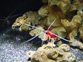 Aquarium