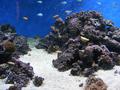 Aquarium