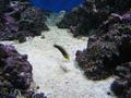 Aquarium