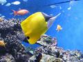 Aquarium