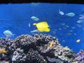 Aquarium