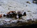 Aquarium