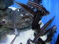 Aquarium
