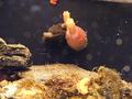 Aquarium