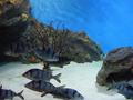 Aquarium