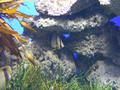 Aquarium