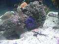 Aquarium