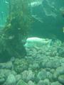 Aquarium