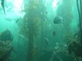 Aquarium