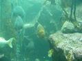 Aquarium