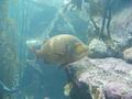 Aquarium