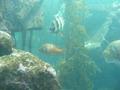Aquarium