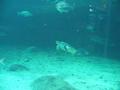 Aquarium